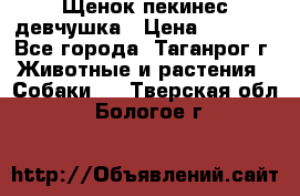 Щенок пекинес девчушка › Цена ­ 2 500 - Все города, Таганрог г. Животные и растения » Собаки   . Тверская обл.,Бологое г.